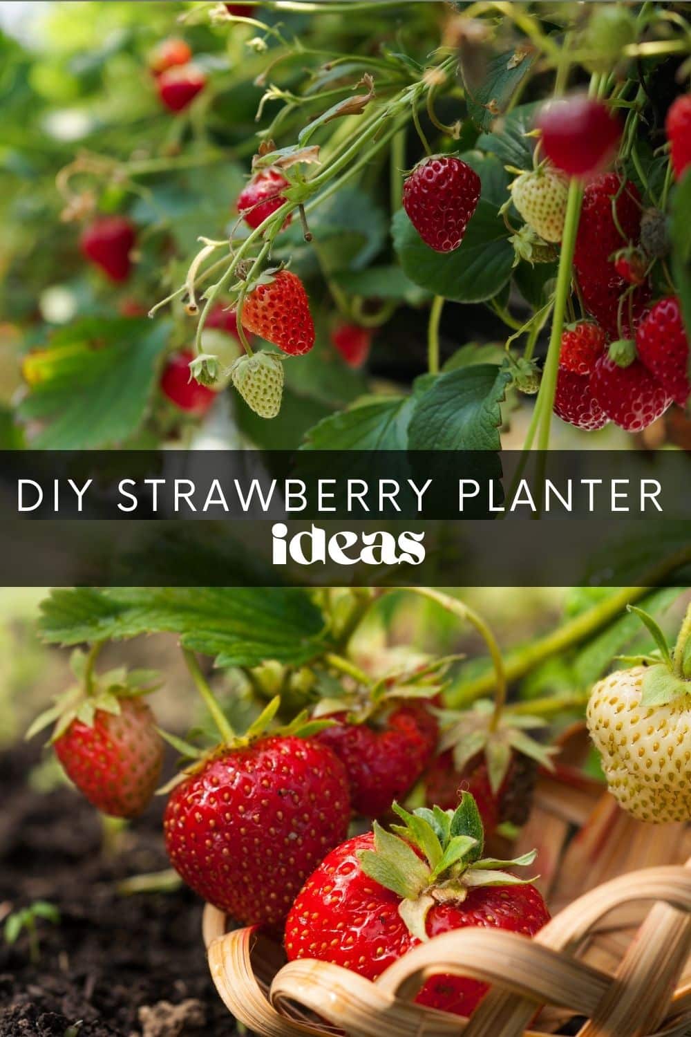 Strawberries are simple to grow and are the perfect addition to any garden! But just as we love to eat them, critters love them too. This means we have to get creative with how we grow them. No matter how big or small your garden is, there are many fun strawberry planter ideas to try.