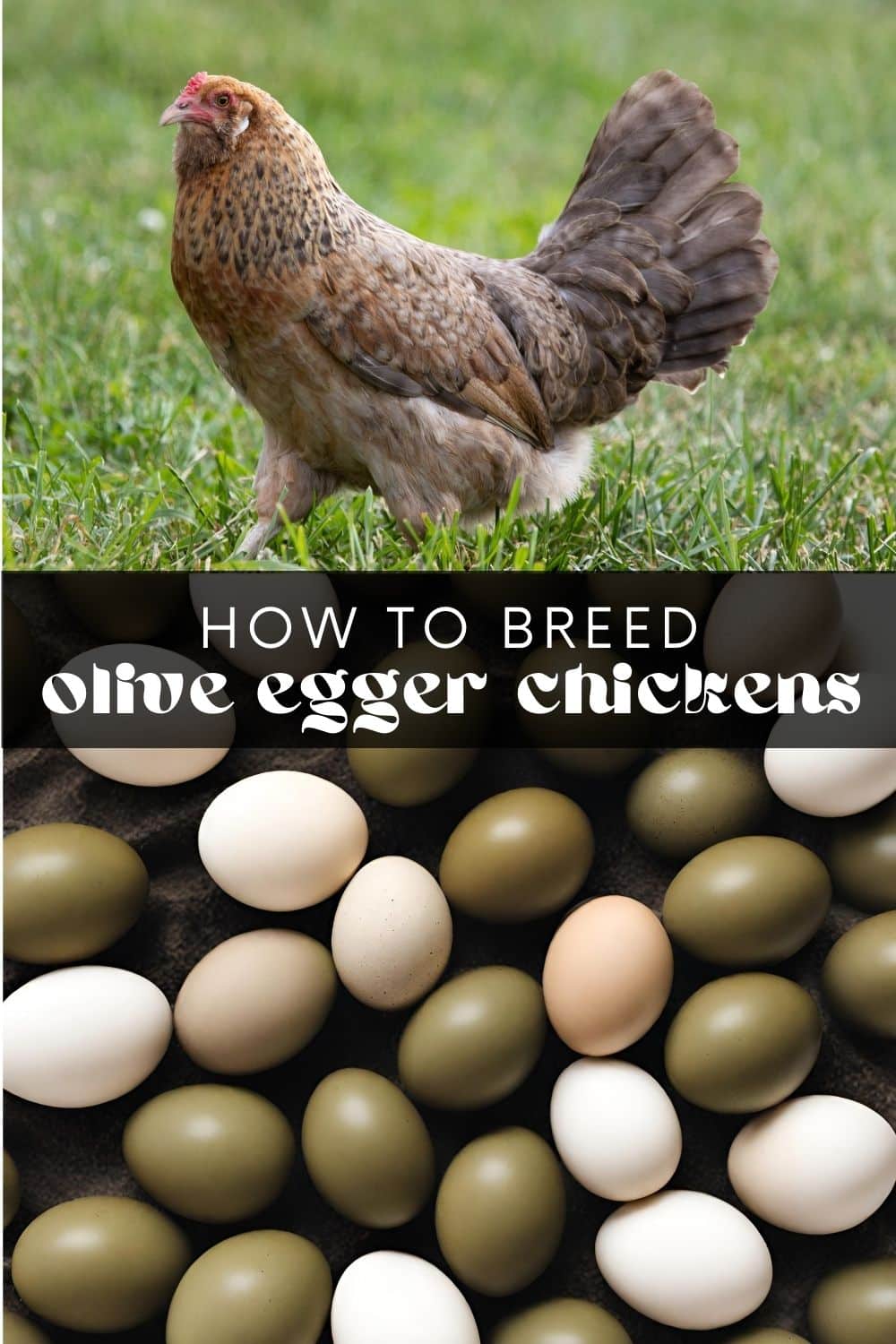 An Olive Egger chicken is a hybrid breed known for its unique and colorful egg production. These chickens are not a pure breed but are instead the result of crossbreeding between specific chicken breeds to produce eggs with olive-green or khaki-colored shells.