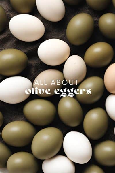 Olive Egger Chicken