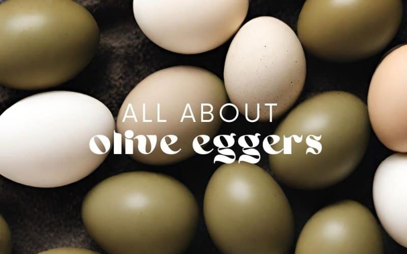 An Olive Egger chicken is a hybrid breed known for its unique and colorful egg production. These chickens are not a pure breed but are instead the result of crossbreeding between specific chicken breeds to produce eggs with olive-green or khaki-colored shells.
