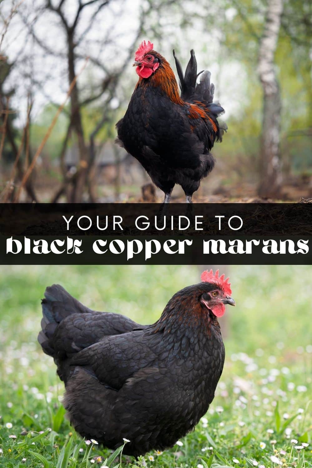 Are you looking for a gentle, friendly, easy-to-handle chicken breed for your backyard? Learn everything you need to know about Black Copper Marans, and get ready to add their beautiful, chocolate-colored eggs to your basket! 