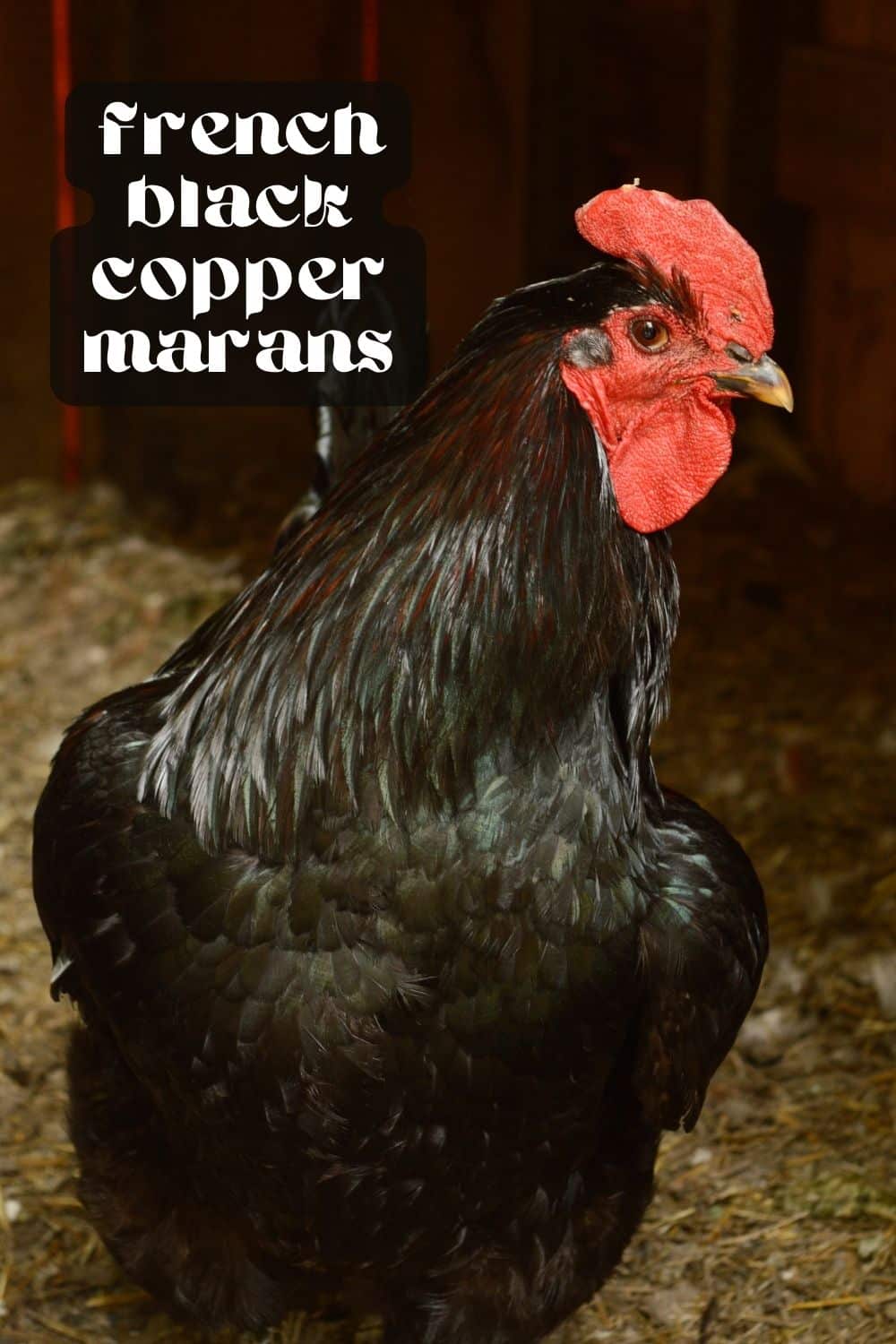 Are you looking for a gentle, friendly, easy-to-handle chicken breed for your backyard? Learn everything you need to know about Black Copper Marans, and get ready to add their beautiful, chocolate-colored eggs to your basket! 