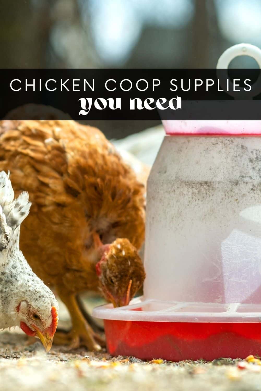 Discover all the chicken supplies you'll ever need from an experienced chicken owner! Cut the cost of raising chickens by learning what supplies are necessary to properly care for and maintain a happy flock. We'll also look at everything you need to know about Tractor Supply chickens!