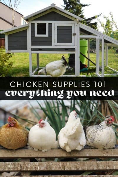 Chicken Supplies 101: Everything you need to know!