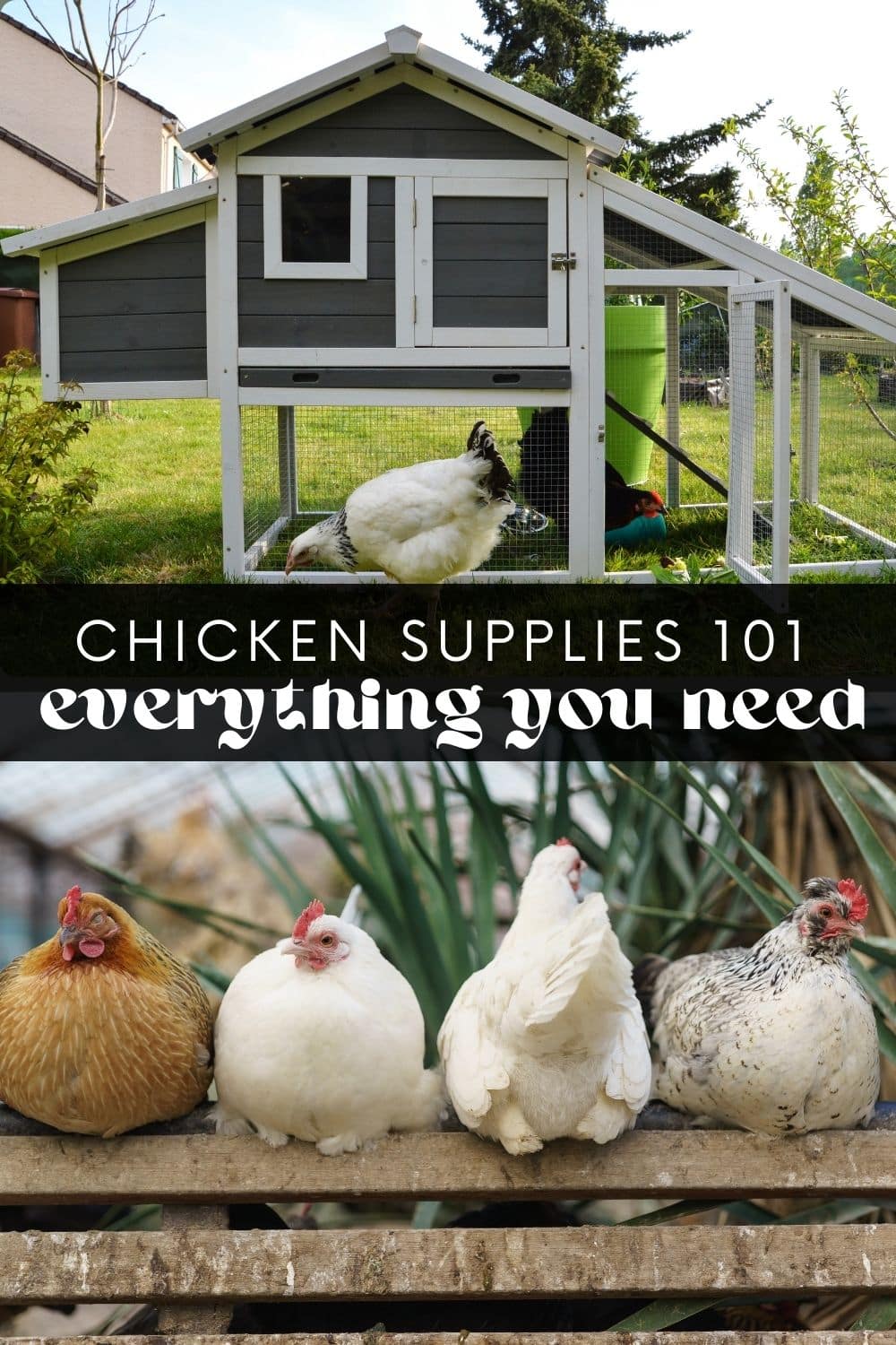 Discover all the chicken supplies you'll ever need from an experienced chicken owner! Cut the cost of raising chickens by learning what supplies are necessary to properly care for and maintain a happy flock. We'll also look at everything you need to know about Tractor Supply chickens!
