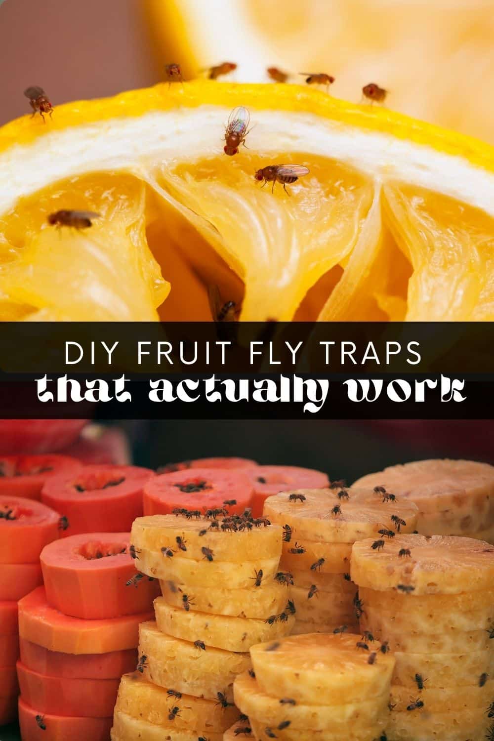 No one wants fruit flies buzzing around their kitchen! Follow my step-by-step guide and learn how to trap fruit flies using 3 basic household items. These fruit fly traps are super easy to make and are highly effective!