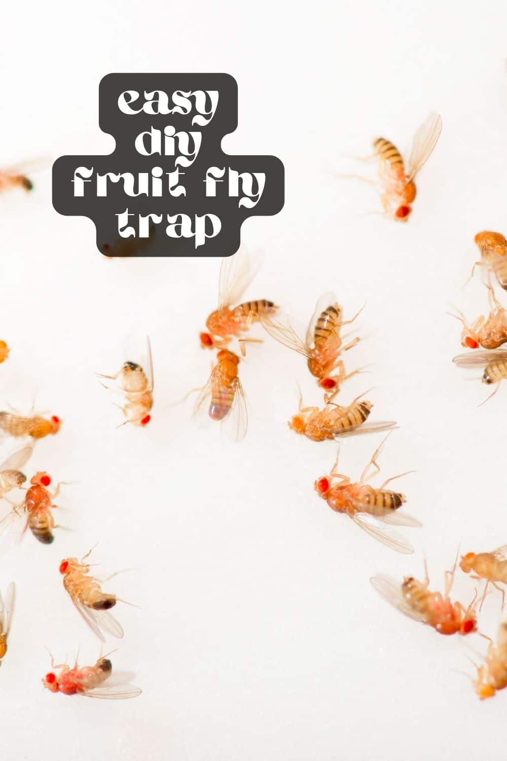 No one wants fruit flies buzzing around their kitchen! Follow my step-by-step guide and learn how to trap fruit flies using 3 basic household items. These fruit fly traps are super easy to make and are highly effective!