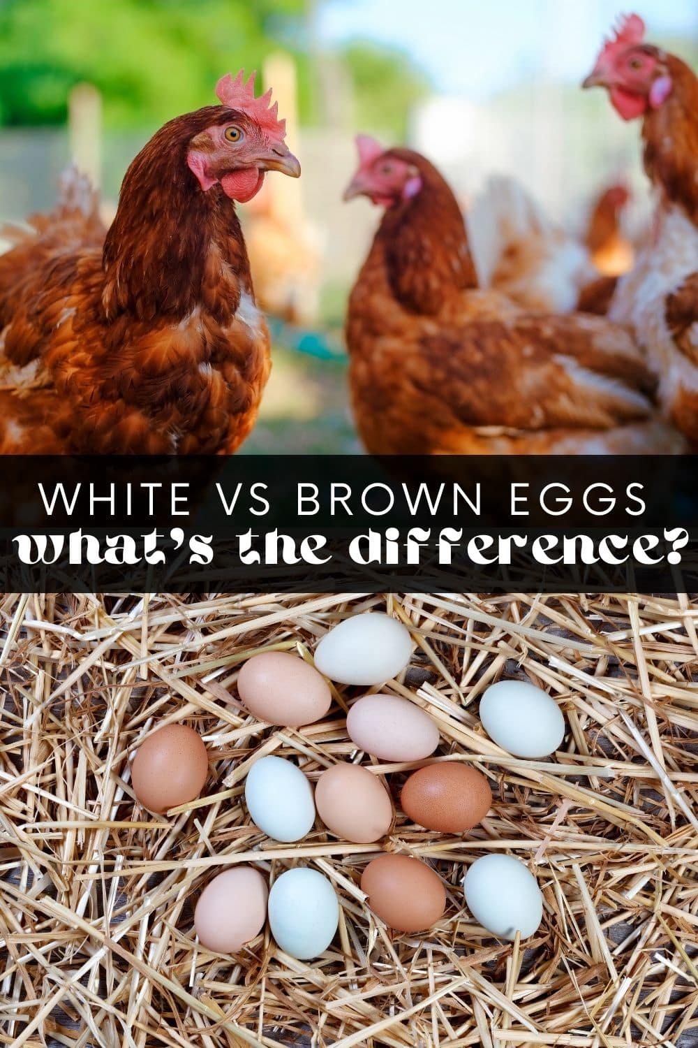 Have you ever wondered why some eggs are brown, and others are white? If so, the difference (or lack thereof!) between these eggs might surprise you! Let's settle this debate once and for all: brown vs white eggs - which is better?