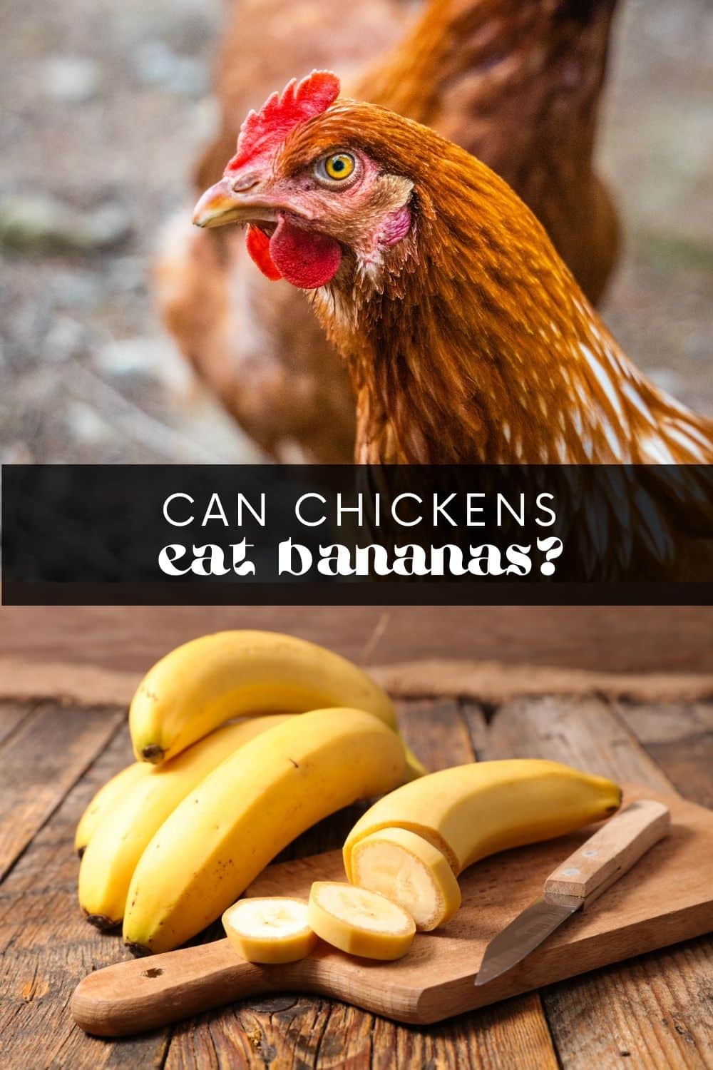 Chickens aren't known to be picky eaters, and will happily peck at almost anything you offer them. But can chickens eat bananas? The short answer is yes, they can! However, there are a few things to consider when feeding bananas to your flock.