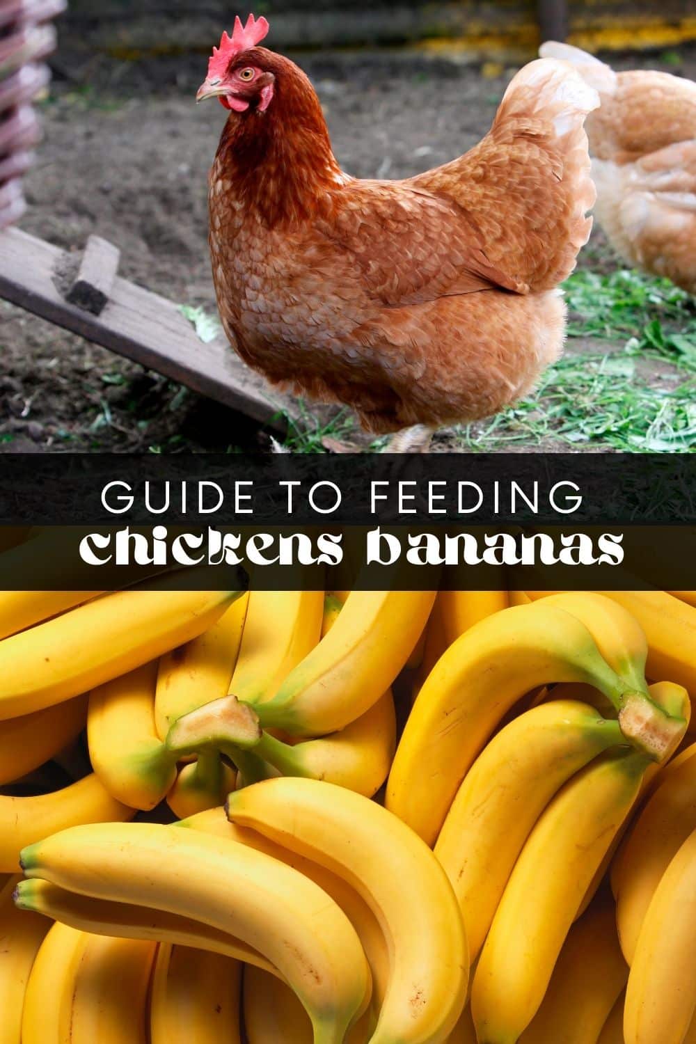 Chickens aren't known to be picky eaters, and will happily peck at almost anything you offer them. But can chickens eat bananas? The short answer is yes, they can! However, there are a few things to consider when feeding bananas to your flock.