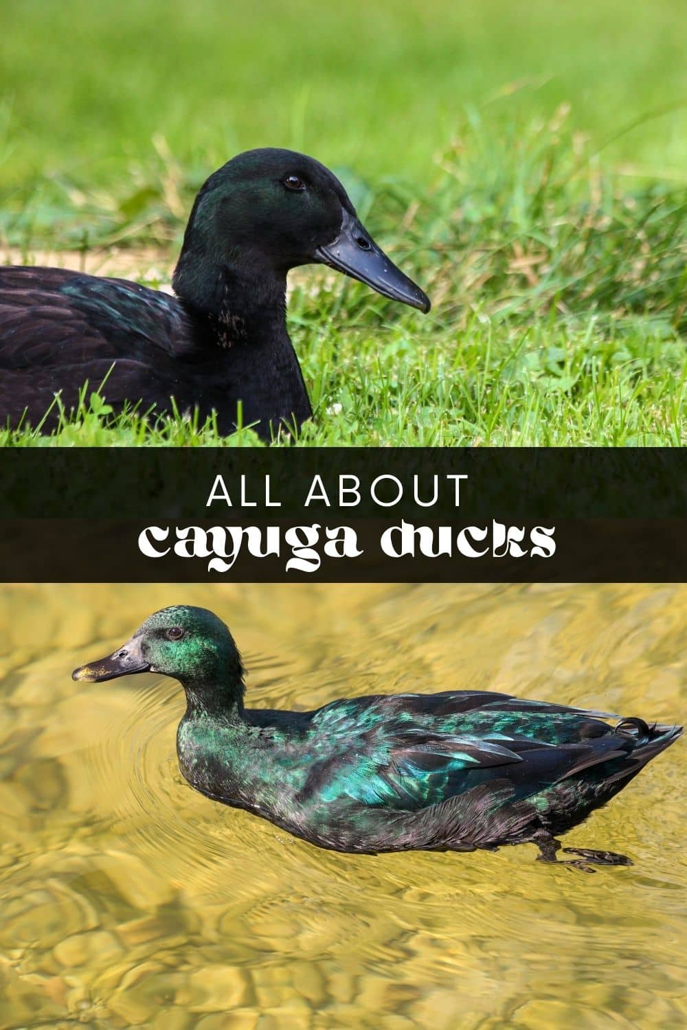 Are you looking for a friendly, medium-sized duck to add to your flock? With their striking appearance and uniquely colored eggs, you can't go wrong with a Cayuga duck! Learn more about these beautiful birds and how to care for them in this comprehensive guide.