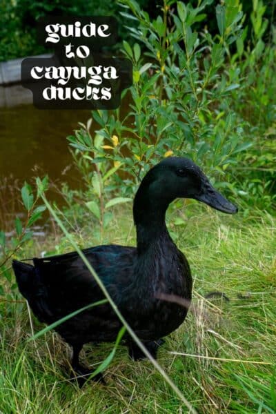 A Guide to Cayuga Ducks