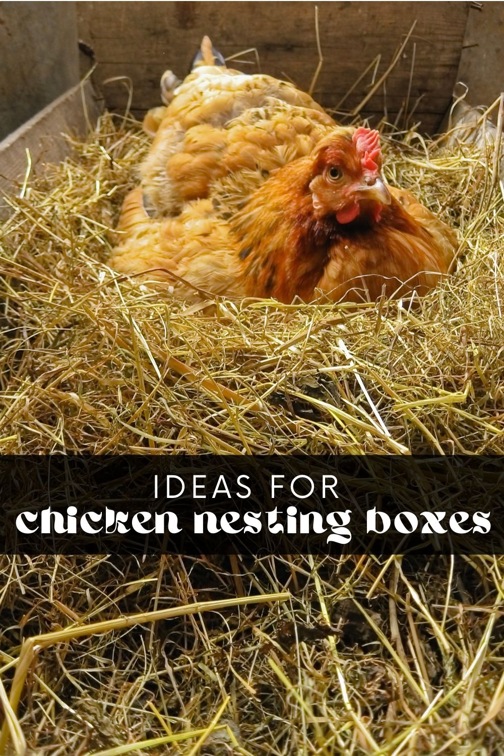 Getting your chicken coop ready for your flock doesn't have to be expensive! These nesting boxes for chickens are cheap, easy to make, and do the job perfectly. Follow my step-by-step guide to create a cozy home for your hens!