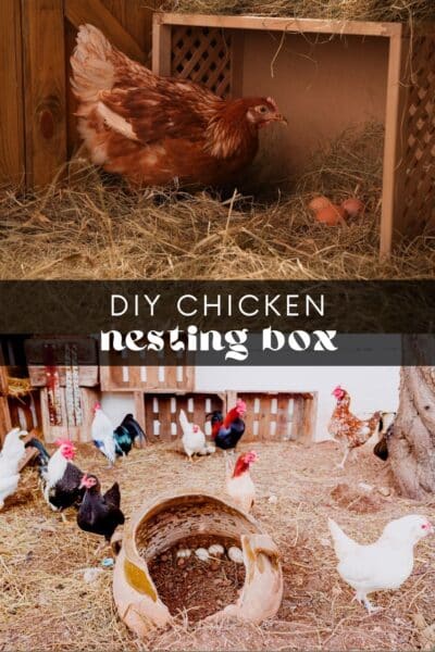 DIY Chicken Nesting Box
