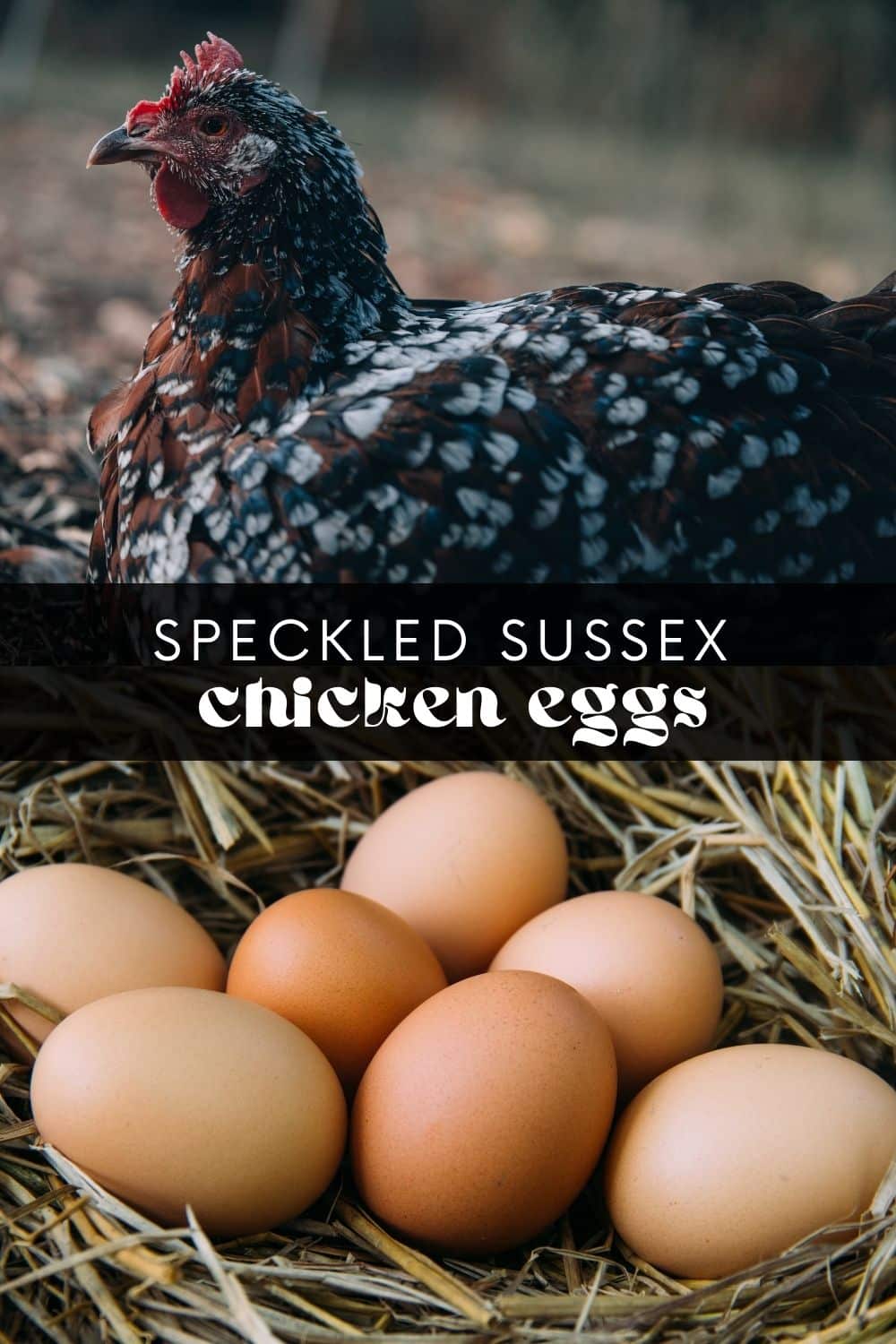 Take the guesswork out of chicken keeping with this comprehensive guide to speckled Sussex chickens. These large, friendly, and docile birds could just be the perfect addition to your backyard flock! Learn everything you need to know about this breed from an experienced chicken keeper.