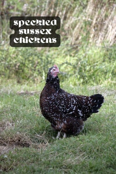 Sussex Chicken Guide
