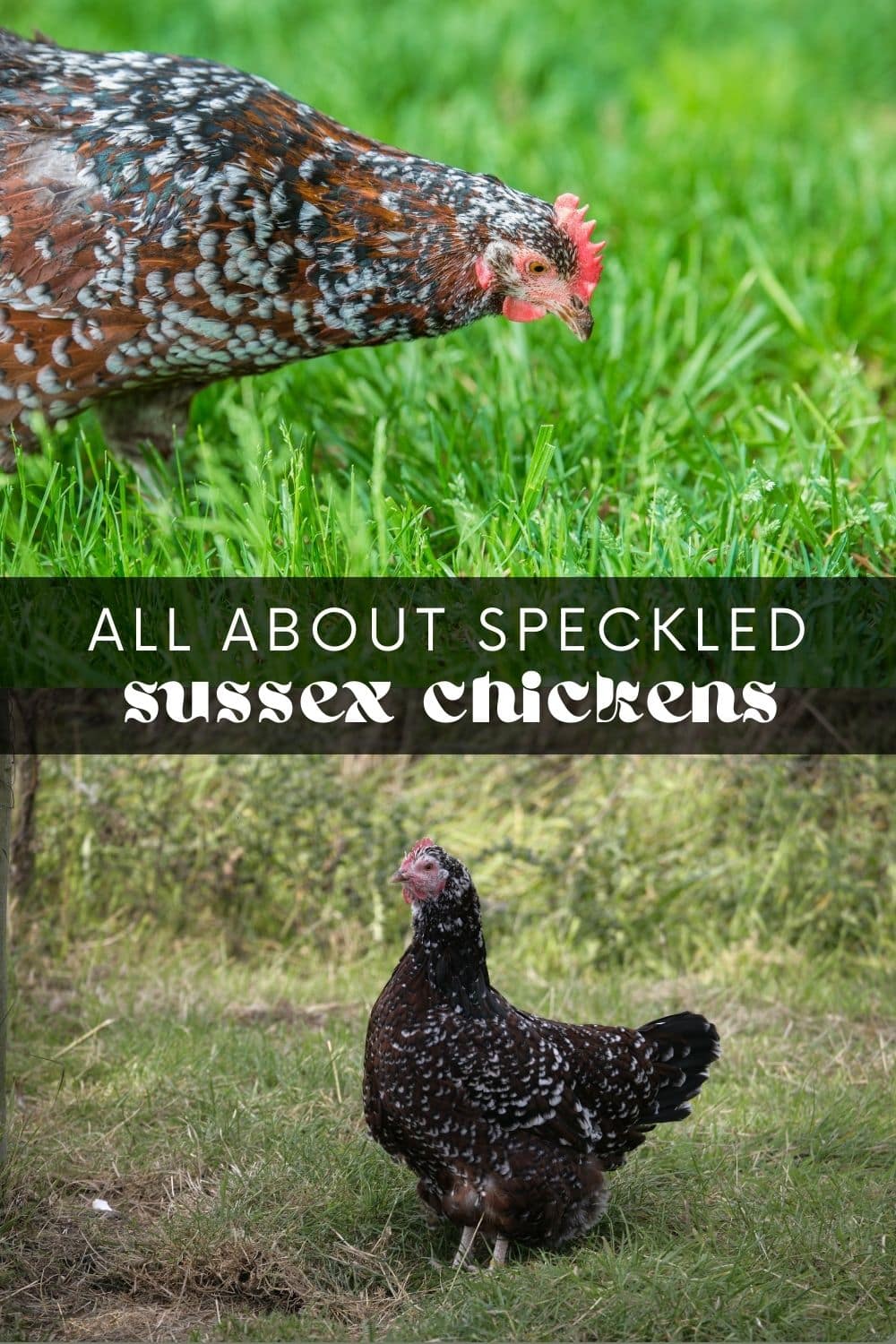 Take the guesswork out of chicken keeping with this comprehensive guide to speckled Sussex chickens. These large, friendly, and docile birds could just be the perfect addition to your backyard flock! Learn everything you need to know about this breed from an experienced chicken keeper.