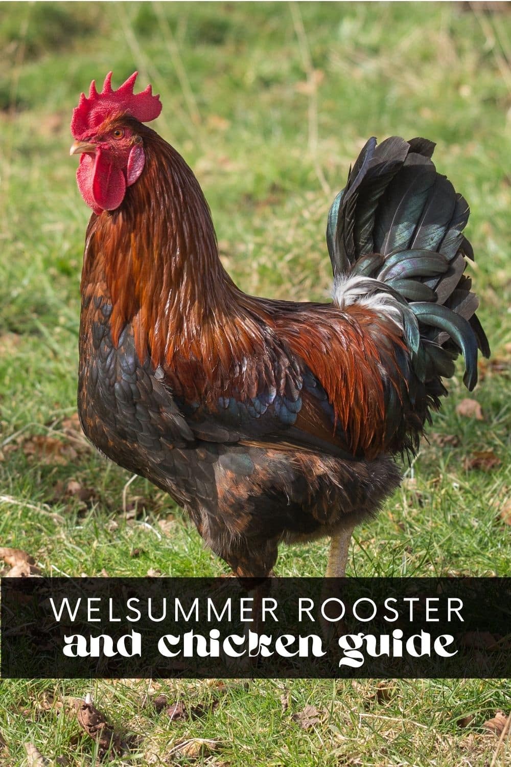 Welsummer chickens are intelligent, low-maintenance birds that produce beautiful, deep brown, terracotta-colored eggs. This complete guide covers everything you need to know about raising these curious and friendly chickens!