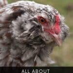 Did you know Americana chickens lay blue eggs? Learn everything you need to know about Ameraucana and Americana chickens, with helpful tips on temperament, care, and egg-laying in this comprehensive guide!