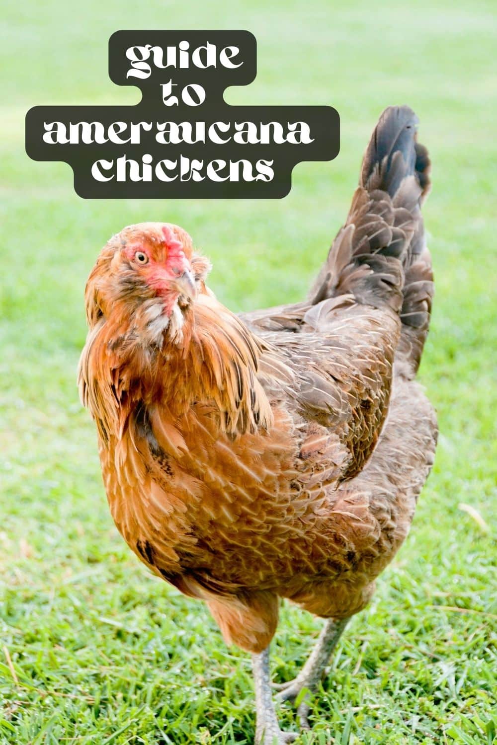 Did you know Americana chickens can lay blue eggs? Learn everything you need to know about Ameraucana and Americana chickens, with helpful tips on temperament, care, and egg-laying in this comprehensive guide!