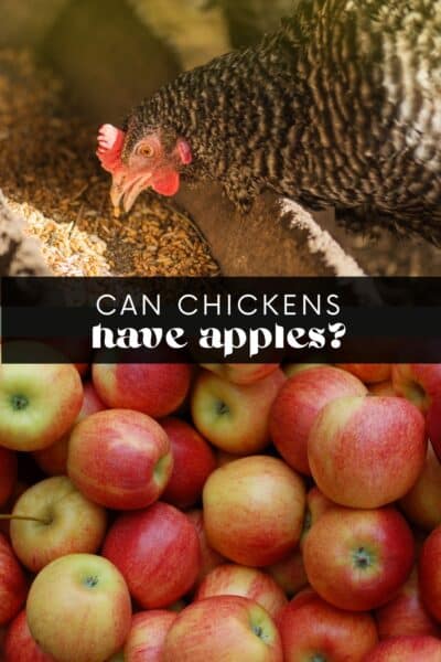 Do Chickens Eat Apples?