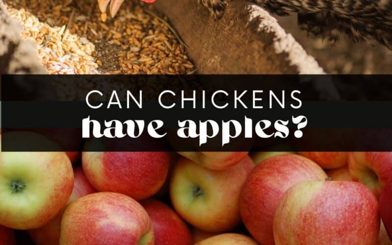 Can chickens eat apples? The answer is yes! But there are some things you need to know before feeding apples to your flock. Find out how to safely feed apples to your chickens and if they can really eat apple seeds in this comprehensive guide.