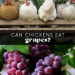Can chickens eat grapes? Yes, they can! But there are a few things to consider before feeding your flock grapes. Learn more about the benefits and potential risks of feeding grapes to your chickens here.