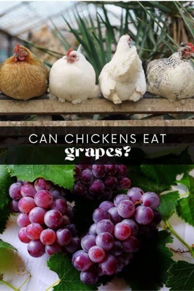 Do Chickens Eat Grapes?