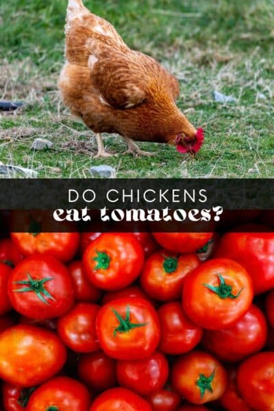 Do Chickens Eat Tomatoes?