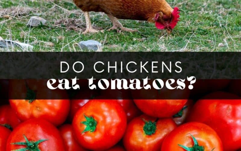 Chickens will happily peck away at almost anything you give them. But can chickens eat tomatoes? Yes, they can, but there's more to it than throwing a few cherry tomatoes into your chicken's feed! Learn everything you need to know about feeding chickens tomatoes and how to do it safely here.