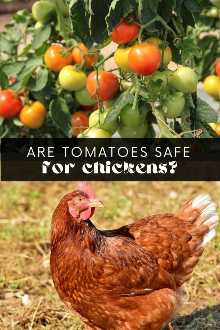 High-Quality Can Chickens Eat Green Tomatoes Moment for Your Screen High-Quality Can Chickens Eat Green Tomatoes Moment for Your Screen
