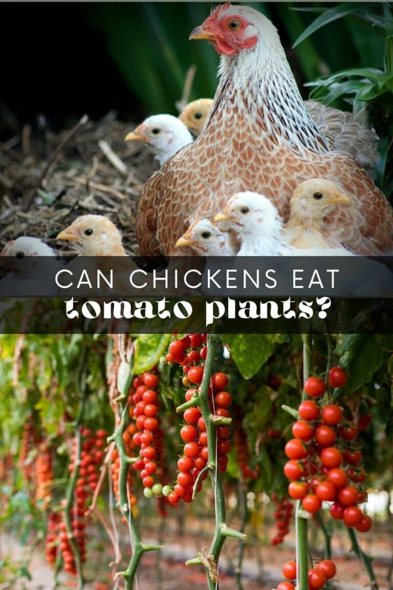 Amazing Can Chickens Eat Tomato Plants Picture Digital Art Amazing Can Chickens Eat Tomato Plants Picture Digital Art