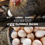 An egg bound chicken is a serious and potentially life-threatening condition. Learn how to recognize signs of egg binding, what to do for your chicken, and when to seek veterinary assistance. With proper treatment and care, your chicken can be back to normal in no time!