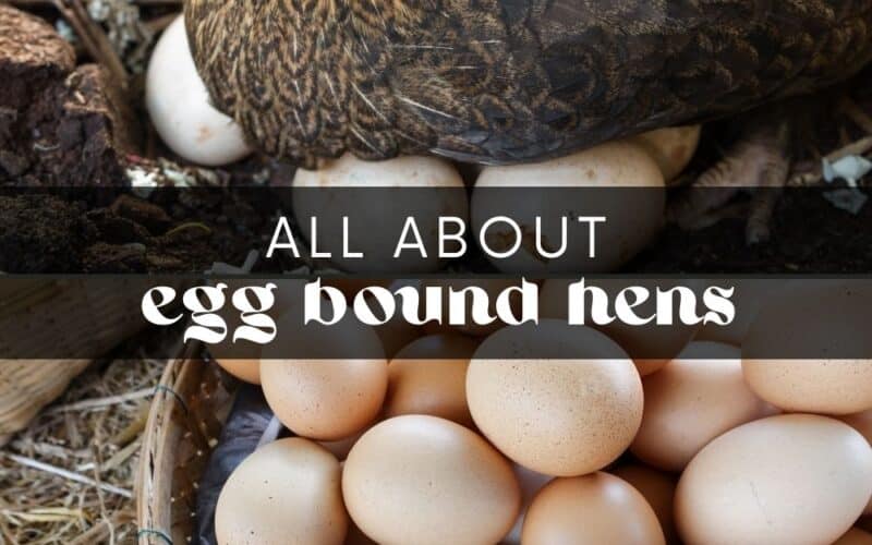 An egg bound chicken is a serious and potentially life-threatening condition. Learn how to recognize signs of egg binding, what to do for your chicken, and when to seek veterinary assistance. With proper treatment and care, your chicken can be back to normal in no time!
