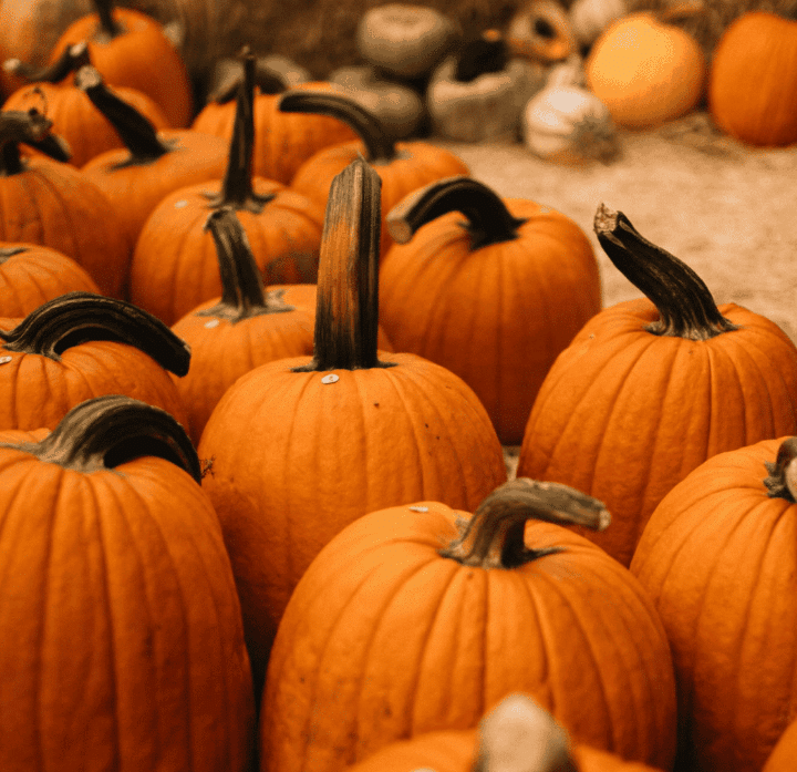 A group of orange pumpkins with dark, curved stems are clustered together outdoors on a patch of dirt—perfect for autumn displays or learning how to preserve pumpkin. More pumpkins, some in shades of gray and white, blur in the background.