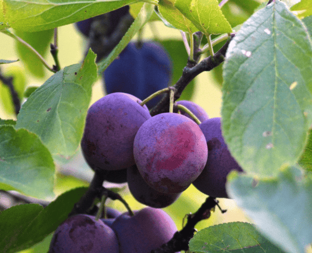 Close-up of several ripe, purple plums hanging on a tree branch surrounded by green leaves.