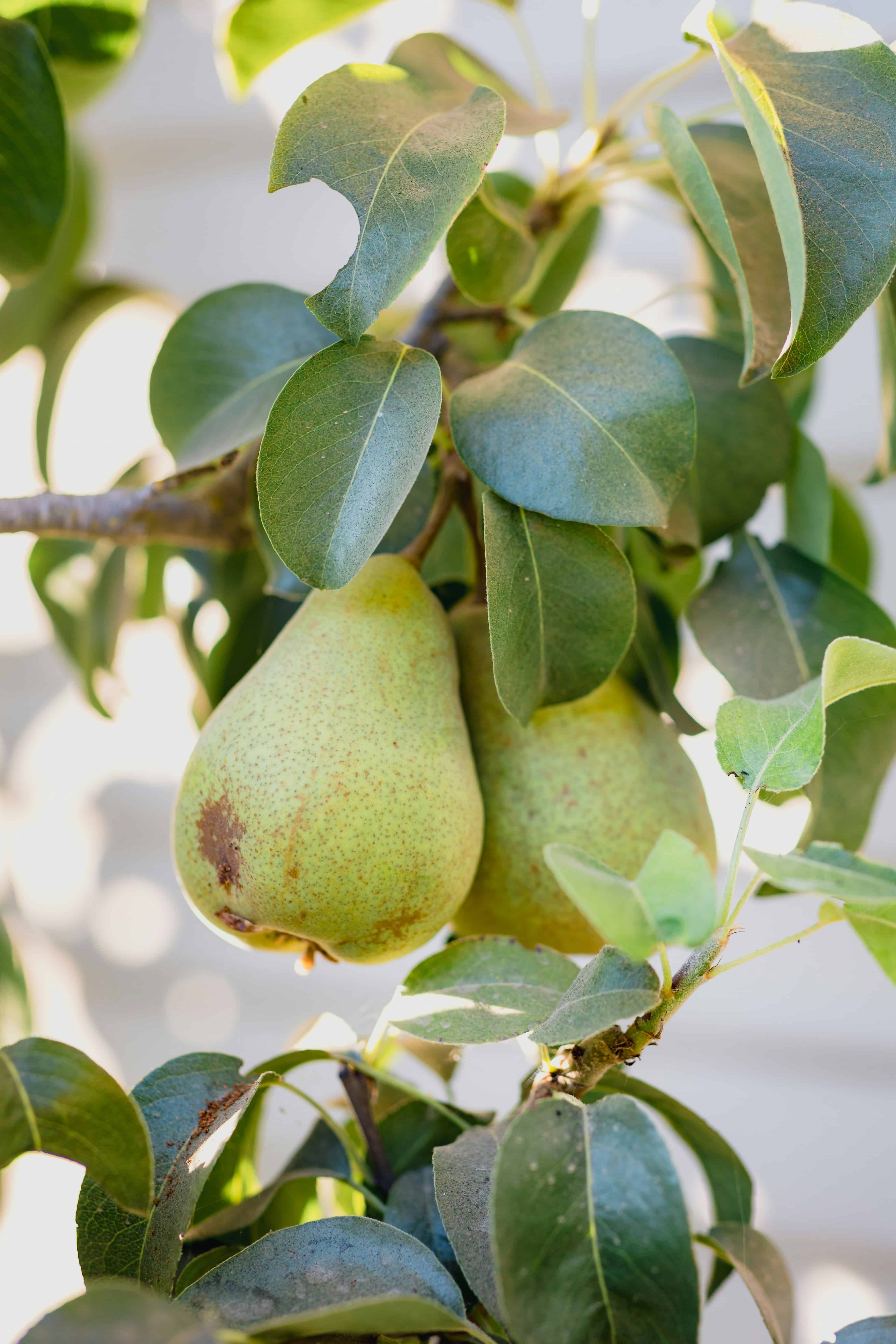 Two green pears with brown spots hanging from a tree branch, surrounded by green leaves. Sunlight filters through the leaves, creating a bright and natural outdoor setting.