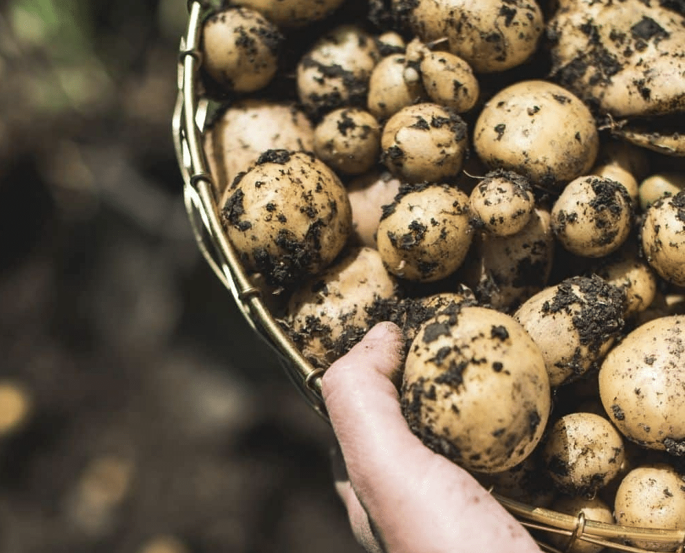 A hand holding a basket filled with freshly harvested potatoes, covered in soil, against a blurred outdoor background—perfect for learning how to preserve potatoes at home.